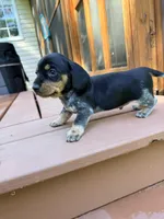 Marley , a male Miniature Dachshund for sale in Fredericksburg, VA – 7 of 8