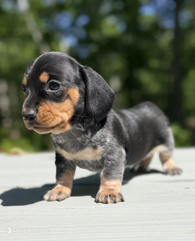 Marley , a male Miniature Dachshund for sale in Fredericksburg, VA – 1 of 8