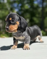 Marley , a male Miniature Dachshund for sale in Fredericksburg, VA – 1 of 8
