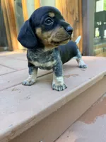 Marley , a male Miniature Dachshund for sale in Fredericksburg, VA – 6 of 8