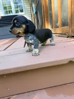 Marley , a male Miniature Dachshund for sale in Fredericksburg, VA – 8 of 8