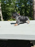Marley , a male Miniature Dachshund for sale in Fredericksburg, VA – 5 of 8