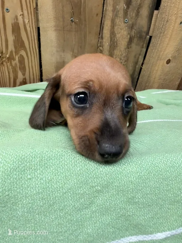 Dutch – Miniature Dachshund puppy for sale in Fredericksburg, VA