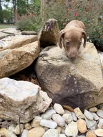 Ollie, a male Miniature Dachshund for sale in Fredericksburg, VA – 4 of 7