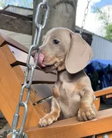 Bella, a female Miniature Dachshund for sale in Fredericksburg, VA – 4 of 7