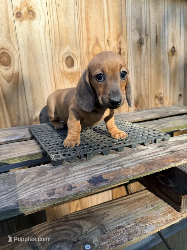 Dutch  – Miniature Dachshund puppy for sale in Fredericksburg, VA