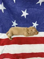 Ollie, a male Miniature Dachshund for sale in Fredericksburg, VA – 3 of 5