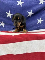 Edwin, a male Miniature Dachshund for sale in Fredericksburg, VA – 4 of 7