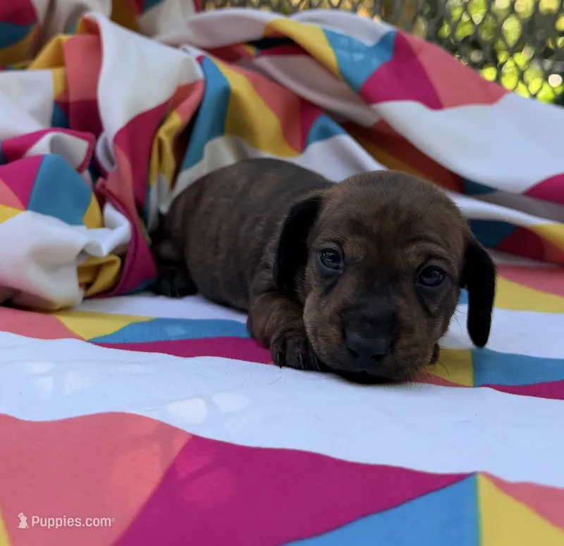 Tammy – Miniature Dachshund puppy for sale in Fredericksburg, VA