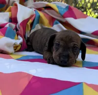 Tammy, a female Miniature Dachshund for sale in Fredericksburg, VA – 1 of 7