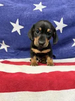 Edwin, a male Miniature Dachshund for sale in Fredericksburg, VA – 6 of 7