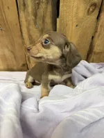 Tammy, a female Miniature Dachshund for sale in Fredericksburg, VA – 2 of 10