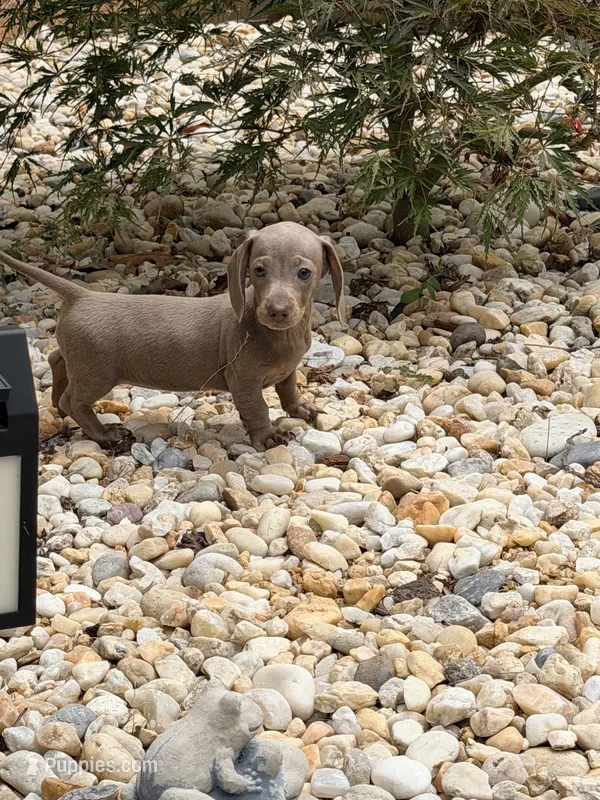 Bella – Miniature Dachshund puppy for sale in Fredericksburg, VA
