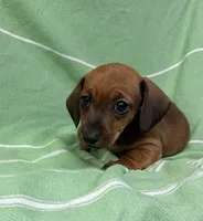 Dutch , a male Miniature Dachshund for sale in Fredericksburg, VA – 2 of 7