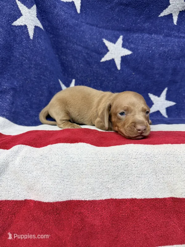 Ollie – Miniature Dachshund puppy for sale in Fredericksburg, VA