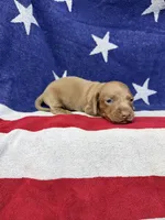 Ollie, a male Miniature Dachshund for sale in Fredericksburg, VA – 1 of 5