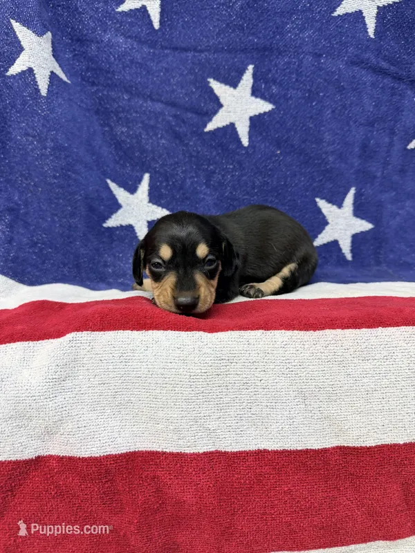 Ava – Miniature Dachshund puppy for sale in Fredericksburg, VA