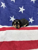 Ava, a female Miniature Dachshund for sale in Fredericksburg, VA – 3 of 4