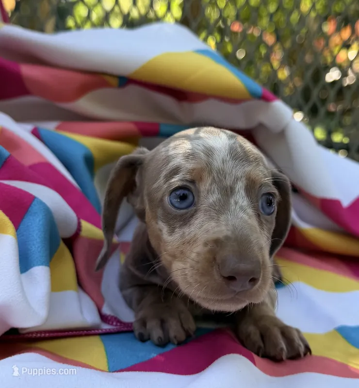 Princess – Miniature Dachshund puppy for sale in Fredericksburg, VA