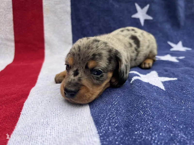 Sammy – Miniature Dachshund puppy for sale in Fredericksburg, VA