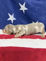 Princess, a female Miniature Dachshund for sale in Fredericksburg, VA – 7 of 7