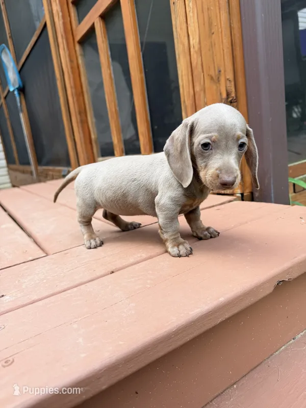 Bella – Miniature Dachshund puppy for sale in Fredericksburg, VA
