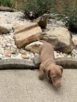 Ollie, a male Miniature Dachshund for sale in Fredericksburg, VA – 3 of 7