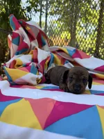 Tammy, a female Miniature Dachshund for sale in Fredericksburg, VA – 7 of 7