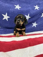 Edwin, a male Miniature Dachshund for sale in Fredericksburg, VA – 3 of 7