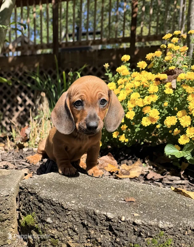 Dutch  – Miniature Dachshund puppy for sale in Fredericksburg, VA