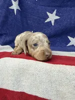 Princess, a female Miniature Dachshund for sale in Fredericksburg, VA – 2 of 7