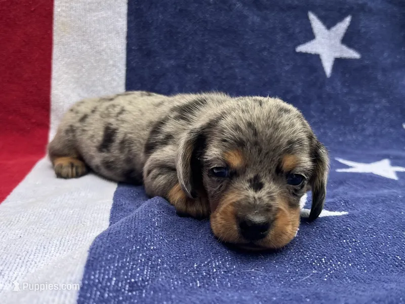 Sammy – Miniature Dachshund puppy for sale in Fredericksburg, VA