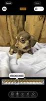Tammy, a female Miniature Dachshund for sale in Fredericksburg, VA – 9 of 10