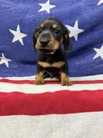 Edwin, a male Miniature Dachshund for sale in Fredericksburg, VA – 2 of 7