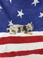 Oakley, a female Miniature Dachshund for sale in Fredericksburg, VA – 4 of 5