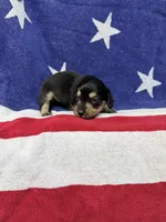 Anna, a female Miniature Dachshund for sale in Fredericksburg, VA – 2 of 4