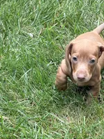 Ollie, a male Miniature Dachshund for sale in Fredericksburg, VA – 5 of 7