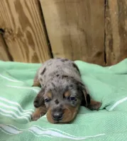 Sammy, a male Miniature Dachshund for sale in Fredericksburg, VA – 5 of 7
