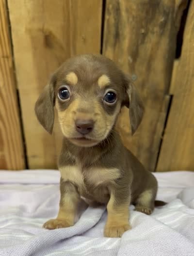 Tammy, a female Miniature Dachshund for sale in Fredericksburg, VA – 3 of 10