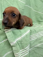 Dutch , a male Miniature Dachshund for sale in Fredericksburg, VA – 5 of 7
