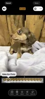 Tammy, a female Miniature Dachshund for sale in Fredericksburg, VA – 5 of 10