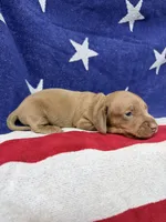 Ollie, a male Miniature Dachshund for sale in Fredericksburg, VA – 2 of 5