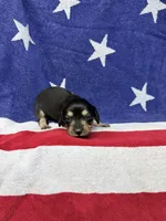 Anna, a female Miniature Dachshund for sale in Fredericksburg, VA – 4 of 4