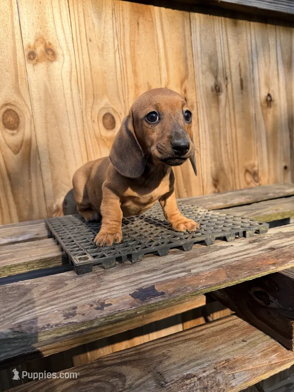 Dutch  – Miniature Dachshund puppy for sale in Fredericksburg, VA