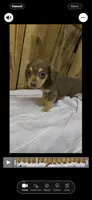 Tammy, a female Miniature Dachshund for sale in Fredericksburg, VA – 7 of 10