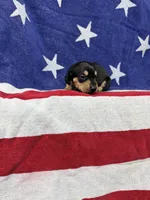 Ava, a female Miniature Dachshund for sale in Fredericksburg, VA – 1 of 4
