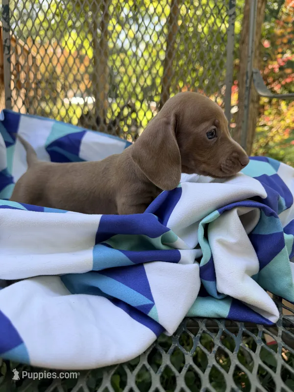 Ollie – Miniature Dachshund puppy for sale in Fredericksburg, VA