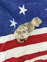 Princess, a female Miniature Dachshund for sale in Fredericksburg, VA – 6 of 7