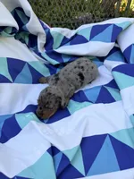 Sammy, a male Miniature Dachshund for sale in Fredericksburg, VA – 2 of 7