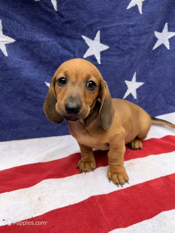 Dutch  – Miniature Dachshund puppy for sale in Fredericksburg, VA